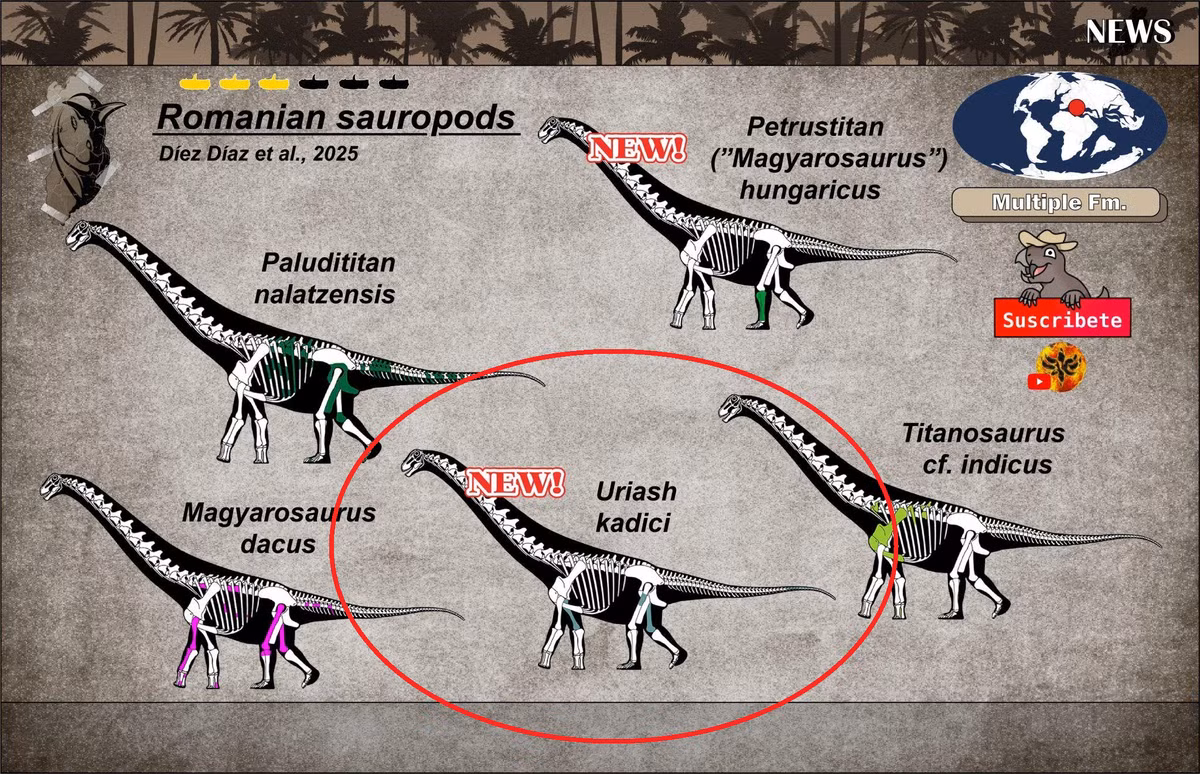 Theo Sci-News, con quái thú vừa được khai quật giữa "lãnh địa ma cà rồng" được đặt danh pháp là Uriash kadici, một loài mới của họ Lithostrotia, một nhóm thằn lằn hộ pháp.