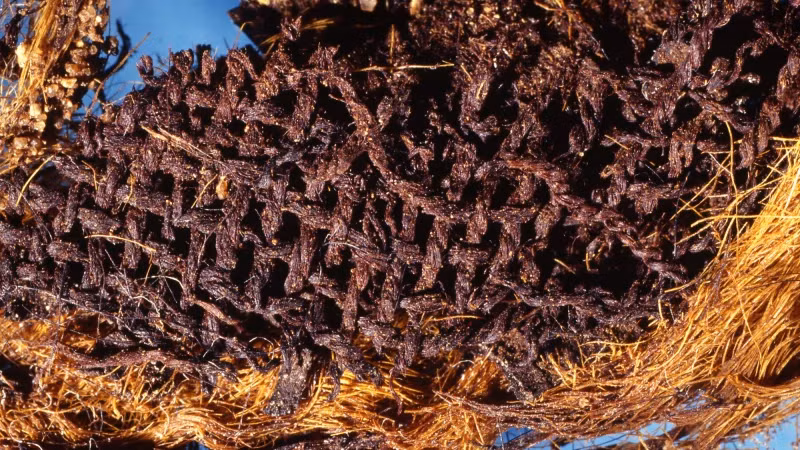 Các nhà khoa học đã xét nghiệm hóa học trên các mảnh vải lanh. Kết quả cho thấy có dấu vết của một loại thuốc mỡ ướp xác đặc biệt, bao gồm dầu thực vật, nhựa cây lá kim đã được nung nóng, keo hoặc đường thực vật và chiết xuất từ các loại thảo mộc thơm.