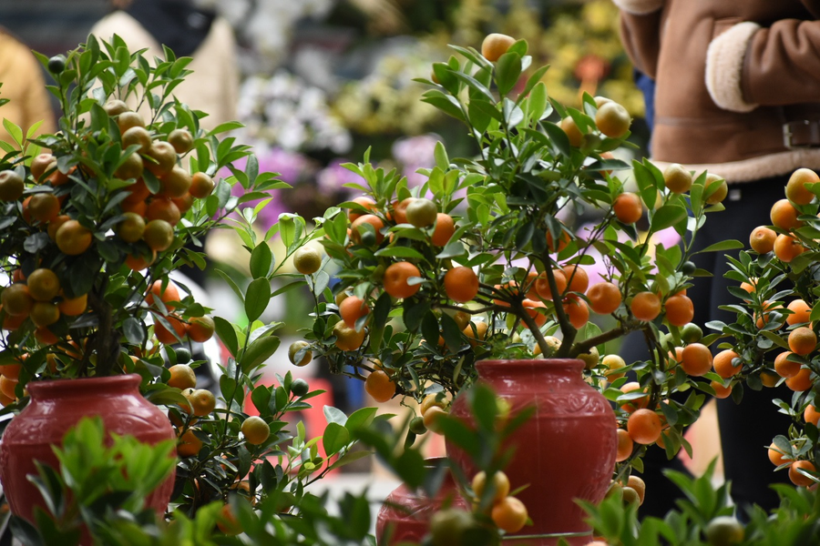 Không chỉ trồng để làm thực phẩm, các loài cây trong chi Citrus còn là cây cảnh được ưa chuộng trong nhiều khu vườn. Ở một số quốc gia Đông Á, quất là loài cây cảnh mang tính biểu tượng của ngày Tết Nguyên đán…