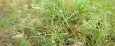 Thuc vat tien su tu thoi khung long van dang song tot