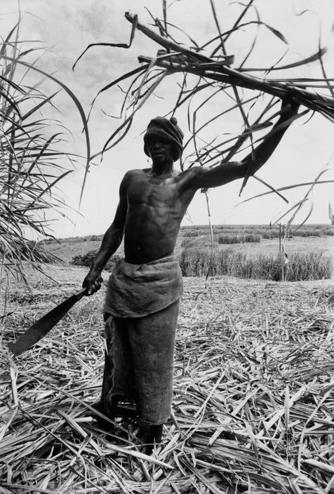 Người nông dân da đen trên đồn điền ngày mùa của người da trắng gần thành phố Durban. Ảnh: A. Abbas/ Magnum Photos.