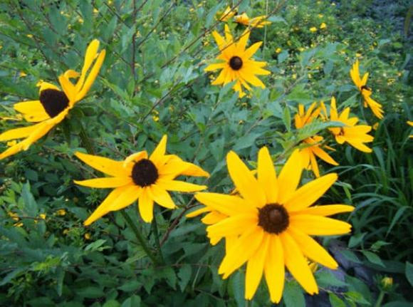 Bo Tat phu ho, 3 con giap cua cai tang vot, lam an phat tai-Hinh-3