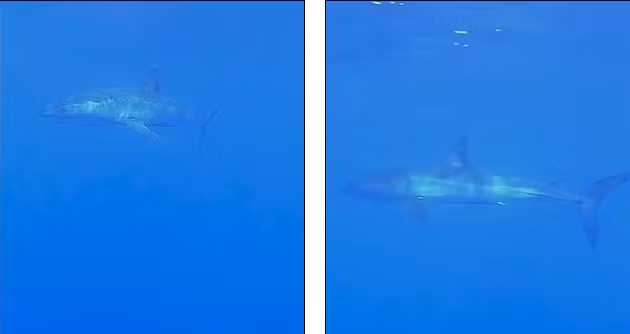 Phat hien ca map boi cuc nhanh 72km/h o Dia Trung Hai