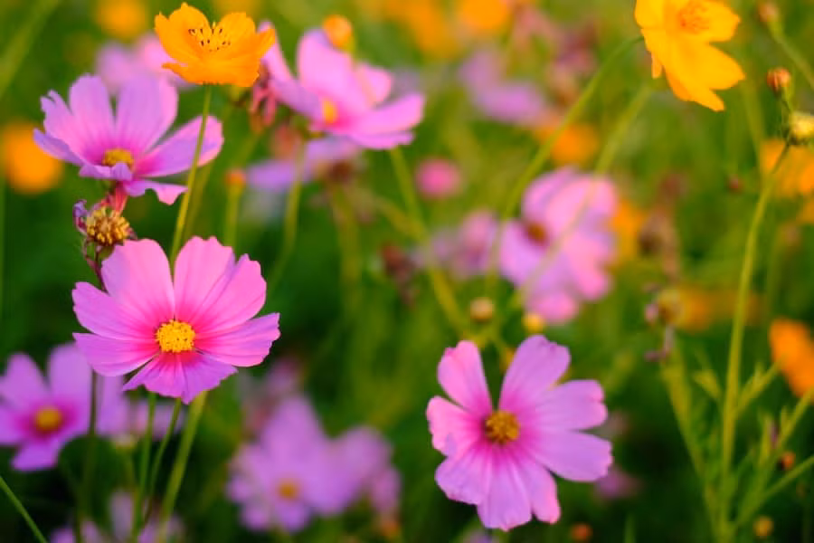 Tu Ram thang 6 Am, 3 con giap may nhat thien ha, ganh vang cong lung-Hinh-2