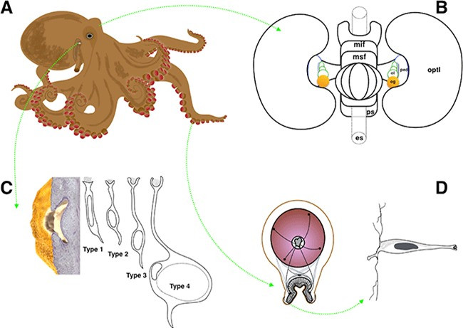 Vòng đời của bạch tuộc: cha mẹ sinh sản, chết và con mồ côi ảnh 6