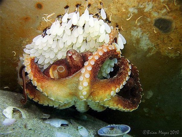 Vòng đời của bạch tuộc: cha mẹ sinh sản, chết và con mồ côi ảnh 5