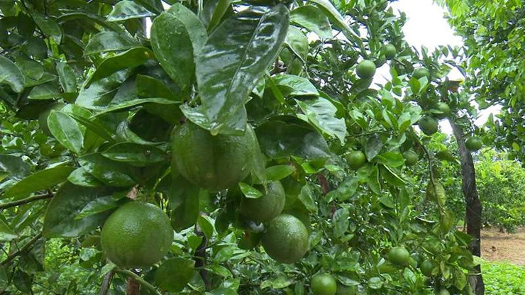 Ngoi lang Viet Nam truoc ngheo doi, nay thu nhap tang gan 8 lan-Hinh-5