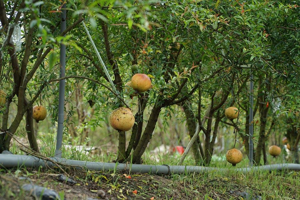 Lieu trong cay la, chang trai mien Tay bat ngo thu 1 ty dong/nam-Hinh-2