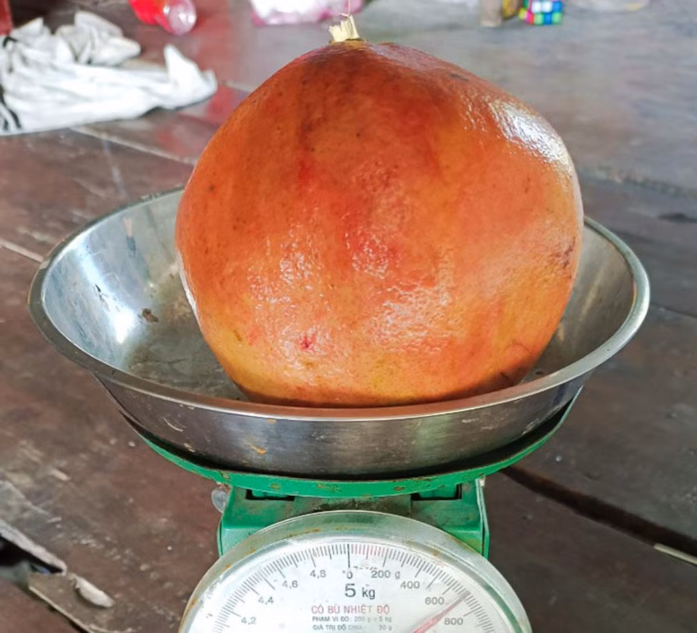 Lieu trong cay la, chang trai mien Tay bat ngo thu 1 ty dong/nam-Hinh-5