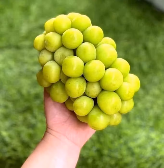 Nho sua duoc ban day cho Viet voi gia chi tu 99 nghin dong/kg-Hinh-2