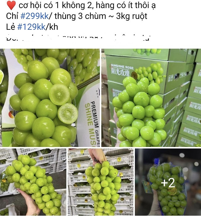 Nho sữa được bán đầy chợ Việt với giá chỉ từ 99 nghìn đồng/kg - Hình 3 Nho sua duoc ban day cho Viet voi gia chi tu 99 nghin dong/kg-Hinh-3