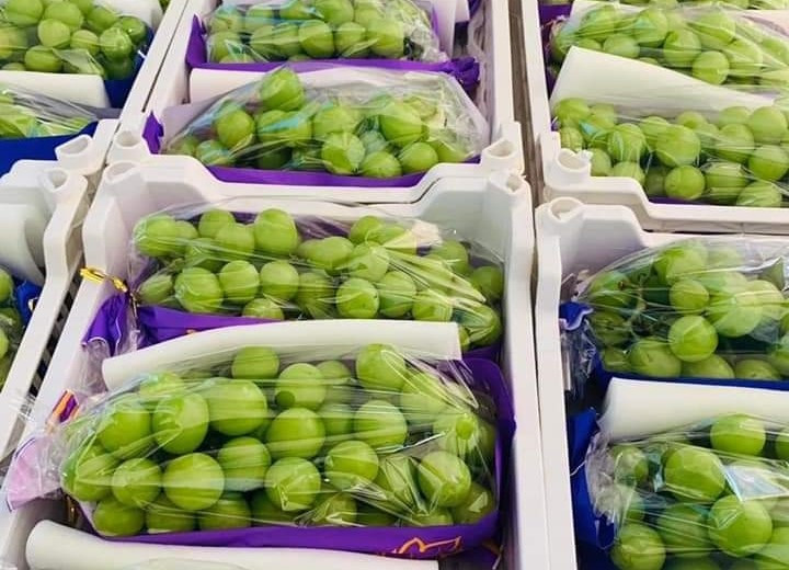 Nho sữa được bán đầy chợ Việt với giá chỉ từ 99 nghìn đồng/kg - Hình 4 Nho sua duoc ban day cho Viet voi gia chi tu 99 nghin dong/kg-Hinh-4