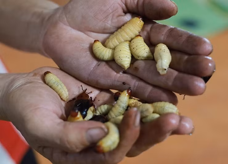 Loai la trong beo nuc, ngoe nguay, hoa ra la dac san hiem-Hinh-7