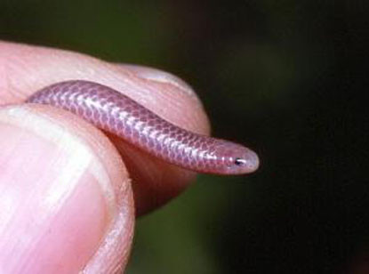 Rắn giun Leptotyphlops Carlae. Vẫn chưa chắc chắn đây là loài rắn nhỏ nhất thế giới nhưng những con Leptotyphlops Carlae chỉ dài 10cm mới được phát hiện không lâu trong rừng ở Barbados. Cơ thế rắn giun phủ lớp vẩy bóng với sọc vàng hai bên nhưng không rõ rệt.