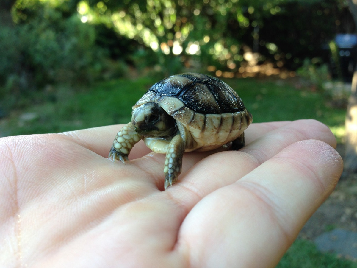 Rùa đốm Speckled Padloper. Những con trưởng thành cũng chỉ có 11cm nhưng đủ lớn để một con rùa đốm Speckled Padloper có thể bắt nạt đồng loại tranh giành thức ăn. So với kích thước chung của loài rùa thì rùa đốm bé hơn 16 lần loài rùa Galaparos, để dễ tưởng tượng bạn có thể nhân chiều cao của mình lên 16 lần.