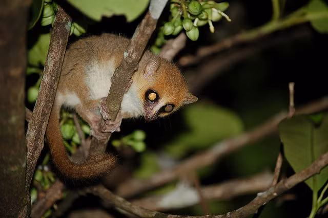 Hiếm khi có thể nhìn thấy chúng trên cây vì chúng chỉ dám thò mặt ra kiếm ăn vào ban đêm. Nhìn vẻ bề ngoài nhút nhát nhưng đôi khi những con vượn cáo chuột xám đực vẫn nhẫn tâm ăn thịt con cái mặc dù thức ăn ưa thích vẫn là lá cây, hoa quả và côn trùng.