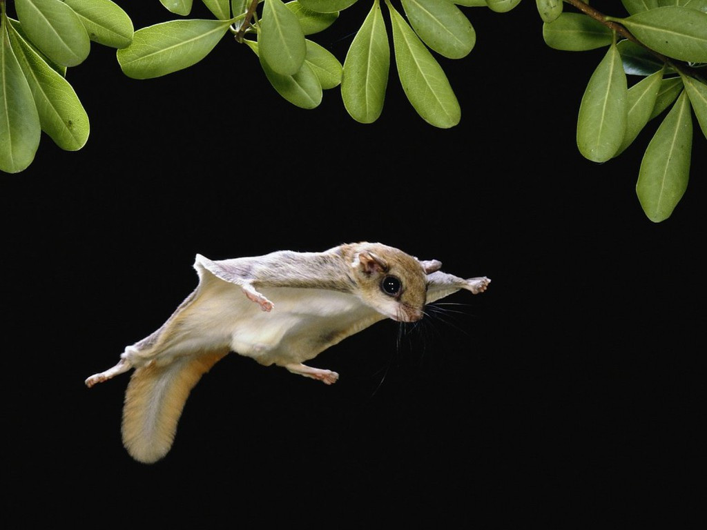 Sóc bay Sugar Glider. Loài thú có túi Sugar Glider đang được nhiều người Việt Nam nuôi làm thú cưng trong nhà. Chúng là loài sóc sống trên cây sống về đêm có nguồn gốc từ Papua - New Guinea, Indonexia, bờ biển đông nước Úc. Sóc bay trưởng thành có chiều dài 16 - 20cm và sở hữu một màng mỏng kéo dài từ giữa cánh tay đến cuối chân sau cho chúng khả năng bay xa tới 60 - 100 mét sau vài giây.