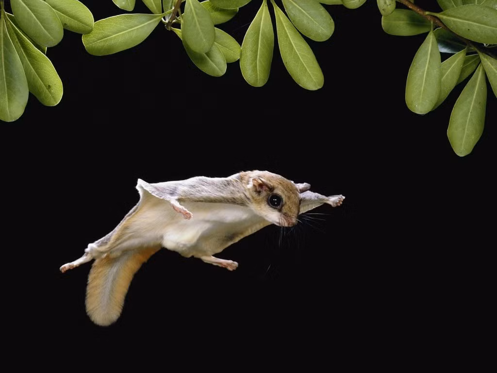 Sóc bay Sugar Glider. Loài thú có túi Sugar Glider đang được nhiều người Việt Nam nuôi làm thú cưng trong nhà. Chúng là loài sóc sống trên cây sống về đêm có nguồn gốc từ Papua - New Guinea, Indonexia, bờ biển đông nước Úc. Sóc bay trưởng thành có chiều dài 16 - 20cm và sở hữu một màng mỏng kéo dài từ giữa cánh tay đến cuối chân sau cho chúng khả năng bay xa tới 60 - 100 mét sau vài giây.