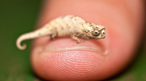 Khi mặt trời lặn, loài tắc kè này sẽ leo lên thân cây ngủ - người ta đã tìm thấy chúng bằng cách này. Giữ kỷ lục là 1 trong 4 loài thằn lằn nhỏ nhất, Brookesia Micra chỉ dài 29mm đủ nhỏ để đứng trên đầu một que diêm.