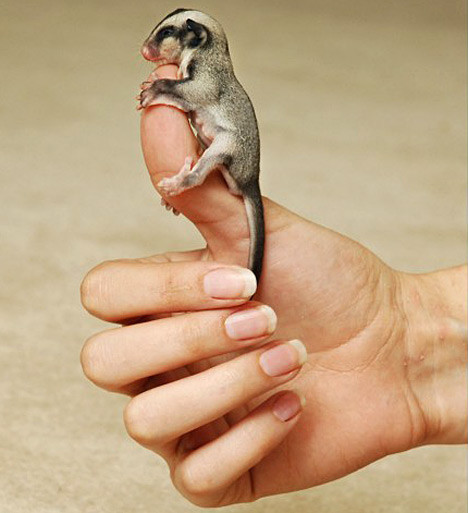 Các bé sóc bay con mới sinh sẽ tự động chui vào cái túi đựng nhỏ trước ngực mẹ và bú sữa cho tới khi cứng cáp hơn. Sóc Sugar rất dễ thuần hóa và gần gũi với con người. Khi chăm sóc cho chúng người ta hay cho ăn các loại có vị ngọt đúng như cái tên Sugar như: bông hoa, mật hoa, phấn hoa, chồi cây, nhựa cây, lá, hạt và côn trùng.