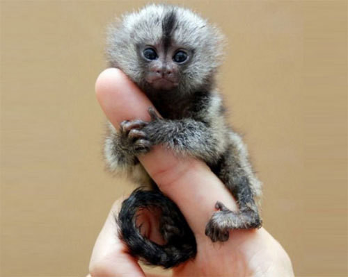 Khỉ lùn Pygmy Marmoset. Khỉ lùn là thành viên nhỏ nhất trong đại gia đình linh trưởng với con ở độ tuổi sinh sản chỉ dài 12cm, nặng 170 gram. Cặp khỉ bạch tạng sinh đôi ở vườn thú Froso thành phố Ostersund, Thụy Điển cực kỳ dễ thương và trở nên nổi tiếng trên khắp nơi.
