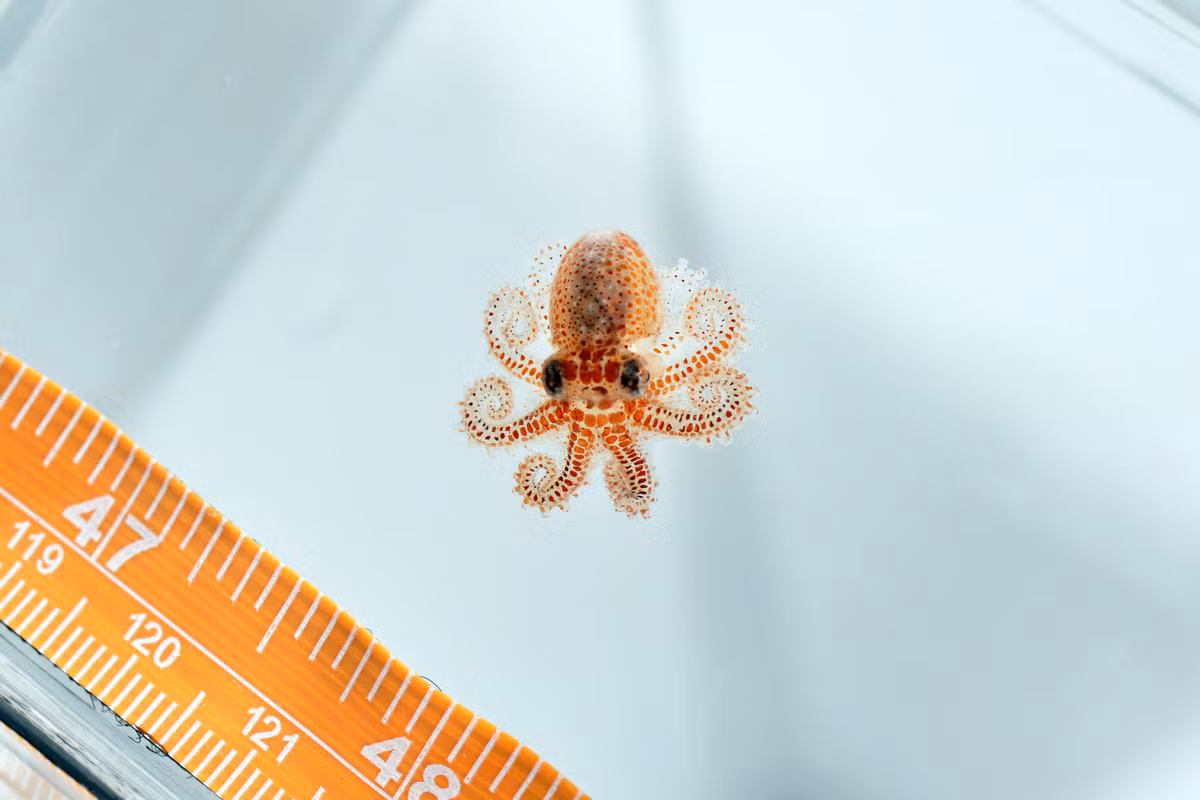 Loài này được phát hiện năm 1913 sau nhiều năm tìm kiếm ở vùng biển Ấn Độ - Thái Bình Dương. Một con trưởng thành chỉ cân nặng 1 gram và dài khoảng 1,5 cm nghĩa là nó có thể bám thoải mái trên đầu ngón tay bạn.