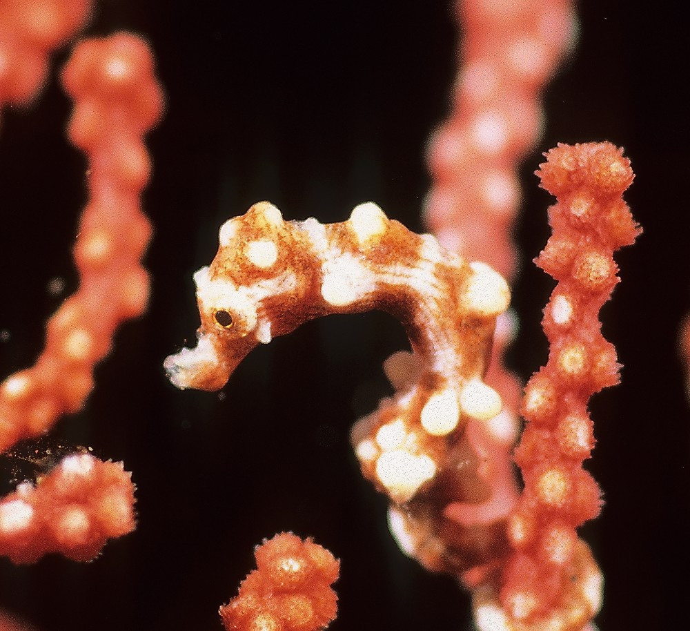 Cá ngựa Hippocampus Denise. Sinh sống ở độ sâu 13 - 90 mét ở phía Tây Thái Bình Dương, cá ngựa Hippocampus Denise ban đầu bị nhầm lẫn với cá ngựa con. Trên thực tế, con lớn nhất cũng chỉ dài 16mm.