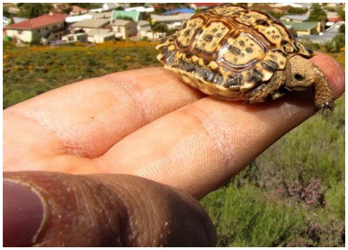 Chiếc mai màu lốm đốm có tác dụng rất tốt trong việc ngụy trang trước mọi kẻ thù và cũng do quá yếu đuối nên loài rùa đốm thường ẩn mình trong các tảng đá.