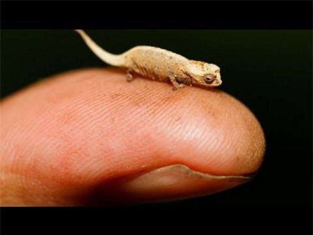 Tắc kè Brookesia Micra. Loài tắc kè tí hon Brookesia Micra mới được phát hiện ở Madagascar vào năm 2012. Chúng dành phần lớn thời gian sống dưới những đám lá rụng nên gây nhiều khó khăn cho công tác nghiên cứu.