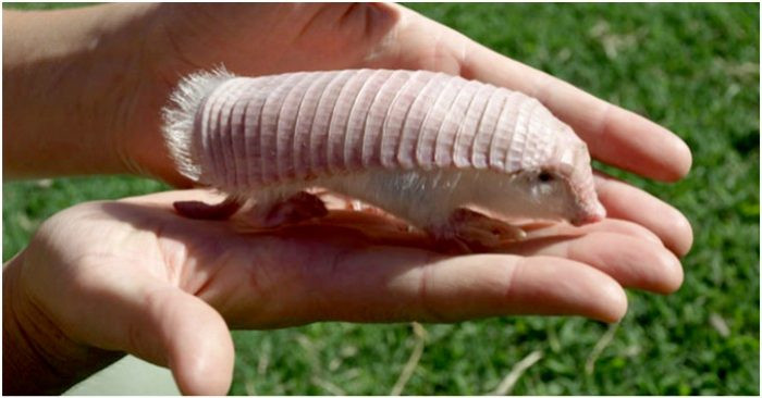 Chúng dành 18-19 tiếng đồng hồ để ngủ mỗi ngày. Và chỉ thức dậy vào ban đêm với nỗ lực kiếm càng nhiều thức ăn tích trữ cho mùa đông càng tốt. Thức ăn yêu thích của loài tê tê là ấu trùng, côn trùng và các động vật không xương sống. Khi gặp nguy hiểm lớp vỏ cứng bên ngoài có tác dụng hữu hiệu khiến kẻ thù phải bó tay bỏ đi.