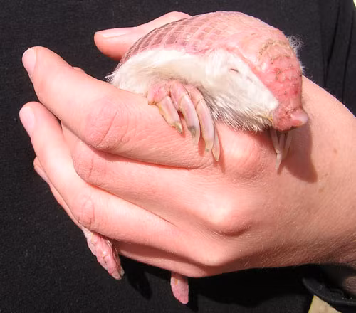 Tê tê Pink Fairy Armadillo. Loài tê tê này có lớp vảy cứng hoàn toàn tách biệt với cơ thể khác hẳn với loài rùa. Chúng thường sống ở vùng đồng bằng cỏ khô hoặc bãi cát ở trung tâm nước Argentina với kích thước khoảng 8 - 12cm.