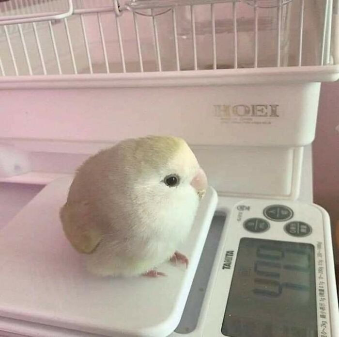 Nhỏ xíu và tròn vo.