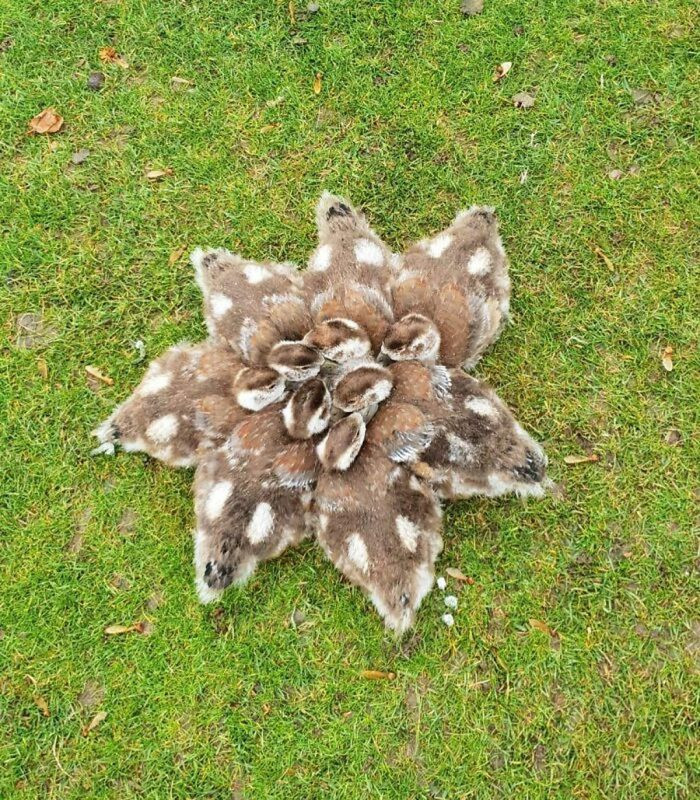 Những chú vịt túm tụm lại để sưởi ấm cho nhau trong một ngày giá rét.