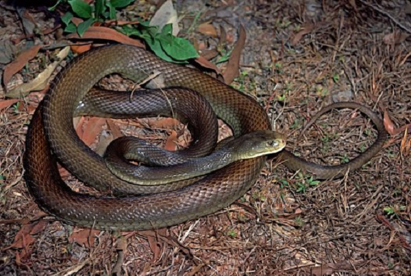 Loài rắn Coastal taipan (Oxyuranus scutellatus) có tốc độ đáng kinh ngạc. Khi bị đe dọa, loài rắn sống trong các khu rừng ẩm ướt ở các vùng ven biển ôn đới và nhiệt đới, sẽ nhấc toàn bộ cơ thể lên khỏi mặt đất khi nó nhảy với độ chính xác phi thường và tiêm nọc độc vào kẻ thù.