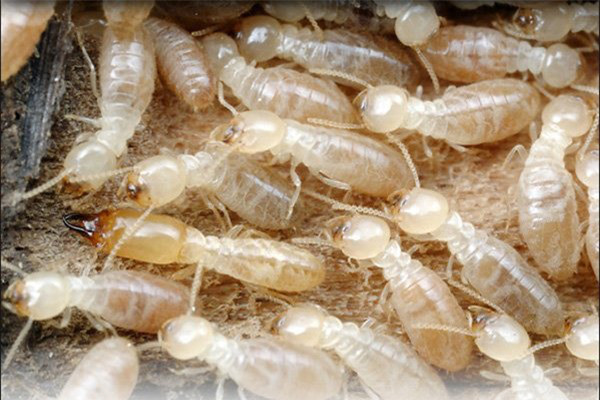 7. Mối. Trong một đàn kiến, kiến chúa sẽ giết chết những kiến thợ đã giao phối với mình nhưng đối với một số loài mối, một con mối chúa tức mối hậu có xu hướng kết đôi, chung thủy trọn đời với con mối đực đã giao phối với mình.