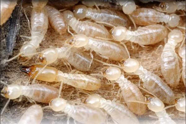 7. Mối. Trong một đàn kiến, kiến chúa sẽ giết chết những kiến thợ đã giao phối với mình nhưng đối với một số loài mối, một con mối chúa tức mối hậu có xu hướng kết đôi, chung thủy trọn đời với con mối đực đã giao phối với mình.