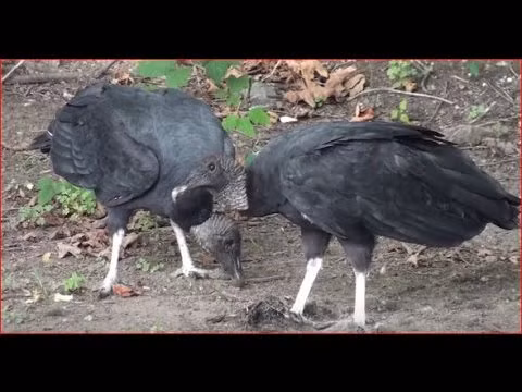 8. Kền kền đen. Dù mang tiếng xấu là những kẻ chuyên ăn xác thối nhưng dù sao chúng vẫn có tiếng tốt là một trong những động vật chung tình nhất.