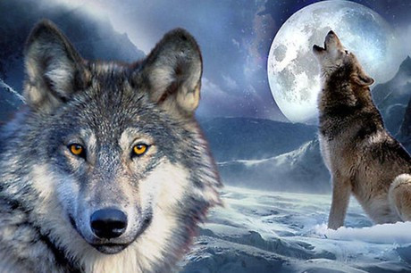 Thông thường, một gia đình sói bao gồm sói đực và sói cái cùng các con của chúng, rất giống một gia đình hạt nhân tiêu chuẩn. Thậm chí, những đứa con lớn còn giúp chăm sóc đứa em nhỏ của mình, đỡ đần bố mẹ.