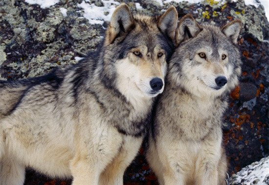 9. Chó sói. Thường được mô tả một kẻ lừa đảo trong các câu chuyện dân gian nhưng chó sói lại có một đời sống hôn nhân chung thủy nhất. Chúng trung thành và chân thực với nhau hơn con người. 