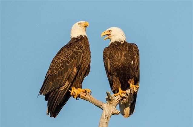 3. Đại bàng đầu trọc. Đại bàng đầu trọc được xem như biểu tượng của Hoa Kỳ - chúng được nhắc đến như mối gia đình bền chặt, còn nhiều hơn cả quốc gia mà chúng đại diện.
