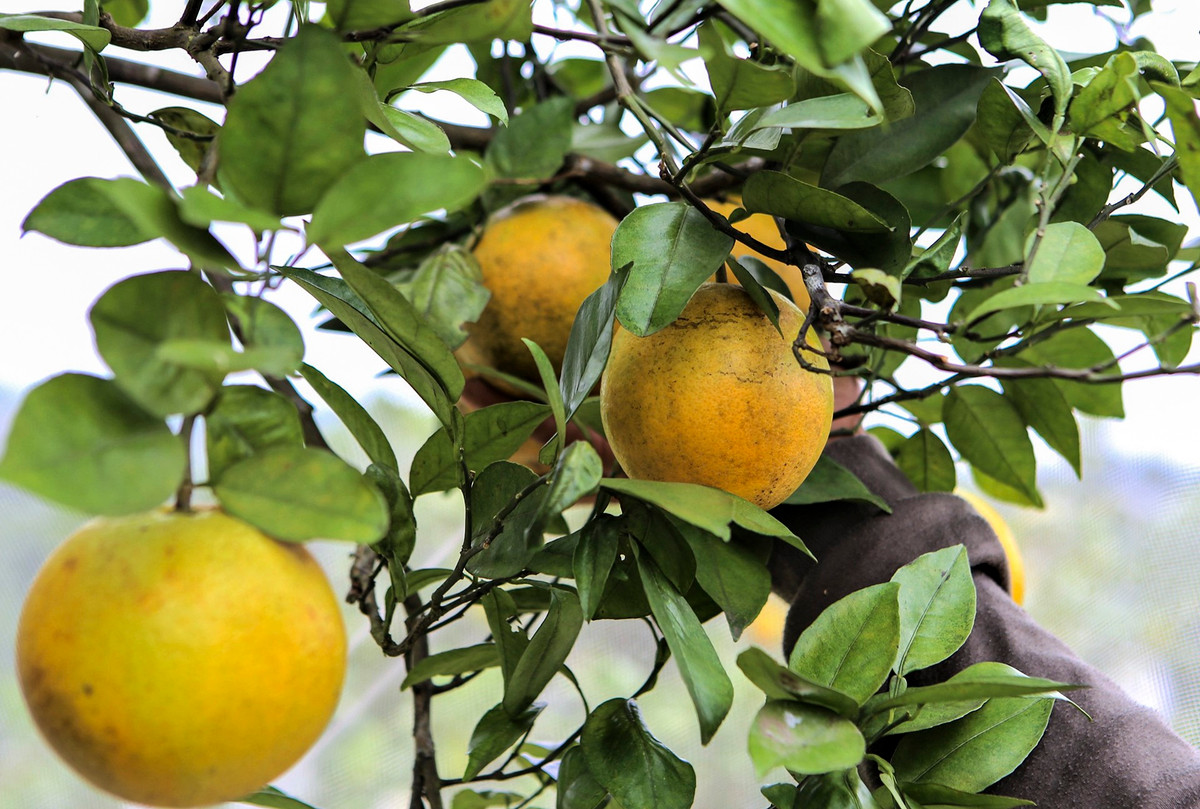 Người dân địa phương cho biết cam Khe Mây trồng trên các ngọn đồi, cây sẽ cao 2-5 m, tán rộng hơn 2 m. Từ giữa tháng 7, khi cam đậu quả, người dân sẽ mua màn lưới hình vuông trùm lên cây để tránh ruồi vàng, bướm và bọ xít châm quả. Mỗi chiếc màn được dùng khoảng 2 vụ cam, khi mục sẽ thay mới.