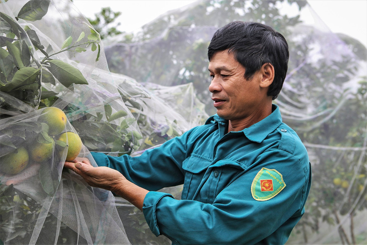Ông Đinh Văn Nhâm (HTX Long Nhâm), nói đơn vị có hơn 30 hộ, trồng gần 70 ha với hàng nghìn gốc cam đã cho thu hoạch. Cam được trồng ở đây chủ yếu là giống Xã Đoài và V2.