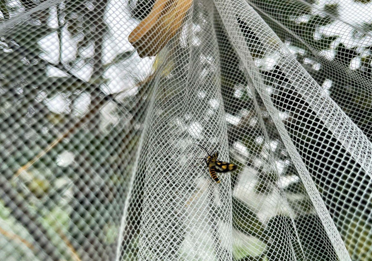 "Ngoài kỹ thuật chăm sóc cây sinh trưởng tốt, người dân còn dùng chế phẩm sinh học hay phủ màn lên cây cam nhằm hạn chế các loài côn trùng, sâu bệnh. Việc này giúp quả cam đạt chất lượng, đẹp hơn, tăng giá thành, thu nhập ổn định cho người dân", vị lãnh đạo Phòng NN&amp;PTNT huyện Hương Khê, cho hay.