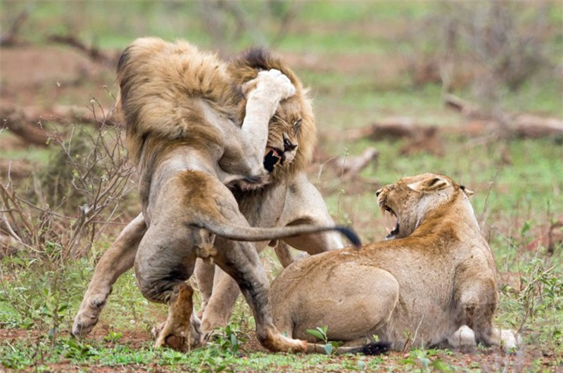 Video: 2 con sư tử đực hỗn chiến giành sư tử cái Video: 2 con su tu duc hon chien gianh su tu cai