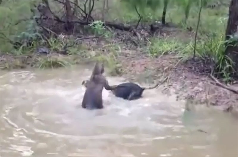 Video: Chó nhận “kết đắng” vì tấn công kangaroo Video: Cho nhan “ket dang” vi tan cong kangaroo