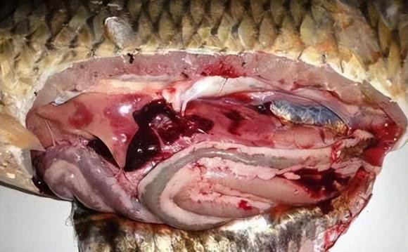 Mot so bo phan cua ca khong an duoc ban nen biet-Hinh-4