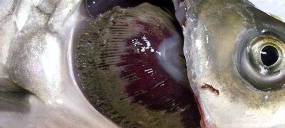 Mot so bo phan cua ca khong an duoc ban nen biet-Hinh-2