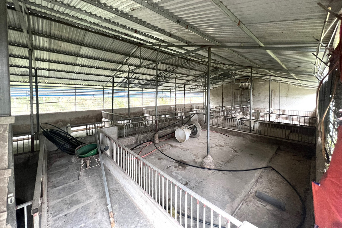 Tại Nghệ An, nhiều hộ dân không còn mặn mà với việc nuôi lợn. Họ chấp nhận “treo chuồng” nhiều tháng nay.