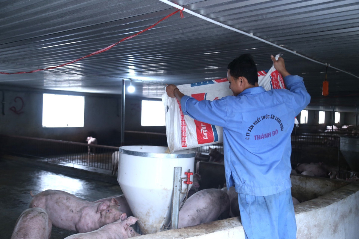 “Hai năm 2018, 2019, gia đình mất trắng vì dịch tả lợn châu Phi hoành hành. Từ đó đến nay, có thời điểm giá lợn lên đến 90.000 đồng/kg, nhưng sau đó giảm dần và hiện còn mức dưới 50.000 đồng/kg. Giá lợn giảm, trong khi chi phí thức ăn tăng khiến người nuôi thua lỗ. Chuồng trại đã đầu tư tiền tỷ, nợ vay ngân hàng vẫn phải gánh lãi”, ông Kiên than thở.