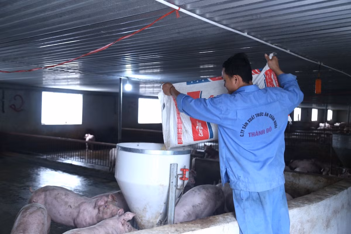 “Hai năm 2018, 2019, gia đình mất trắng vì dịch tả lợn châu Phi hoành hành. Từ đó đến nay, có thời điểm giá lợn lên đến 90.000 đồng/kg, nhưng sau đó giảm dần và hiện còn mức dưới 50.000 đồng/kg. Giá lợn giảm, trong khi chi phí thức ăn tăng khiến người nuôi thua lỗ. Chuồng trại đã đầu tư tiền tỷ, nợ vay ngân hàng vẫn phải gánh lãi”, ông Kiên than thở.